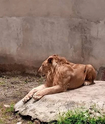 Rencontre avec la Faune des Plateaux : Escale au Mini Zoo Tali N'na d'Atakpamé